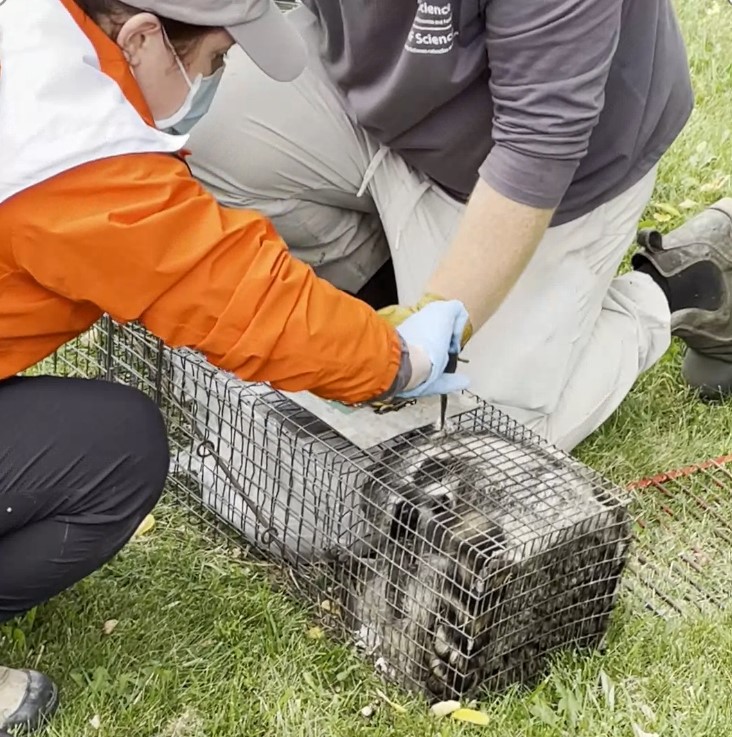raccoon_tagging